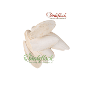 Cuttlefish Bone [Rich in Calcium And Trace Minerals]